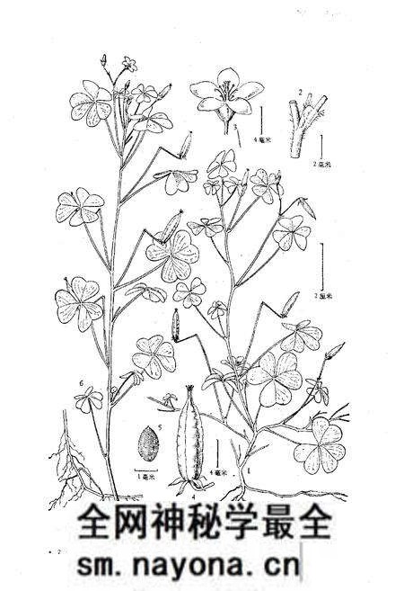 《东北草本植物志(第六卷)》.pdf电子版_其他志预览图5 《东北草本植物志(第六卷)》.pdf电子版_其他志预览图5