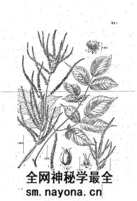 《东北草本植物志(第五卷)》.pdf电子版_其他志预览图5 《东北草本植物志(第五卷)》.pdf电子版_其他志预览图5