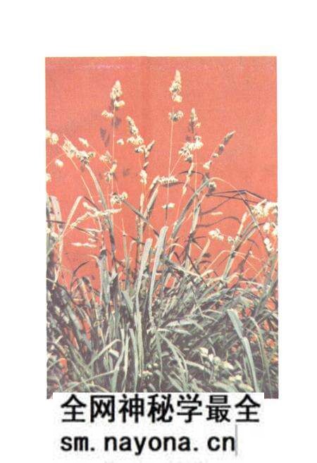 《中国饲用植物志(第一卷)》.pdf电子版_其他志预览图2 《中国饲用植物志(第一卷)》.pdf电子版_其他志预览图2