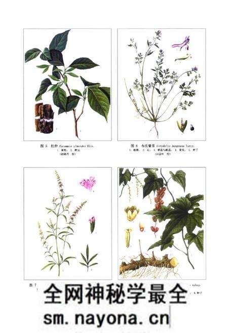 《《新编中药志第五卷》》.pdf电子版_其他志预览图3 《《新编中药志第五卷》》.pdf电子版_其他志预览图3