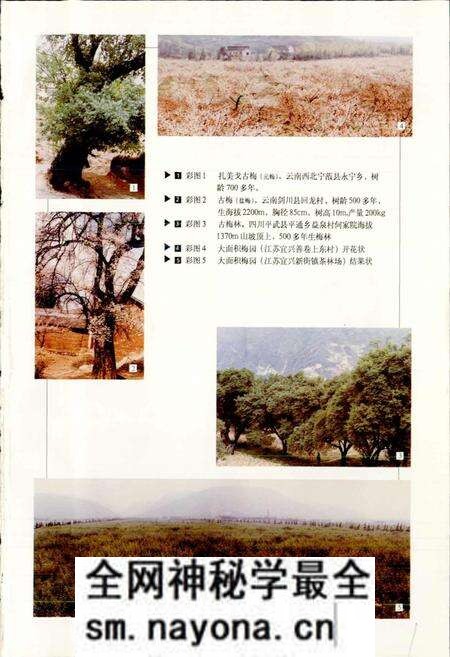 《中国果树志梅卷》.pdf电子版_其他志预览图5