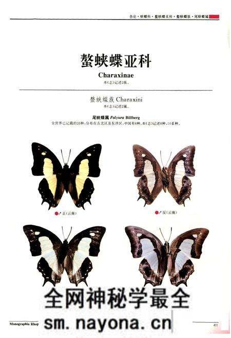 《中国蝶类志(下册)》.pdf电子版_其他志预览图4 《中国蝶类志(下册)》.pdf电子版_其他志预览图4