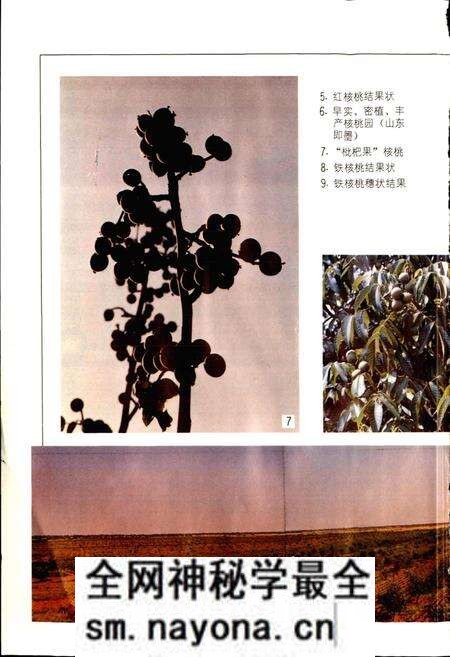 《中国果树志核桃卷》.pdf电子版_其他志预览图3