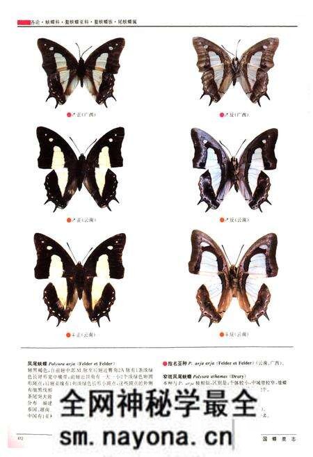 《中国蝶类志(下册)》.pdf电子版_其他志预览图5 《中国蝶类志(下册)》.pdf电子版_其他志预览图5