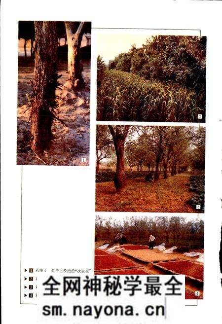 《中国果树志枣卷》.pdf电子版_其他志预览图5 《中国果树志枣卷》.pdf电子版_其他志预览图5