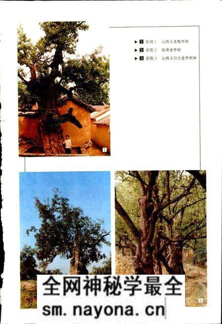 《中国果树志枣卷》.pdf电子版_其他志预览图4 《中国果树志枣卷》.pdf电子版_其他志预览图4