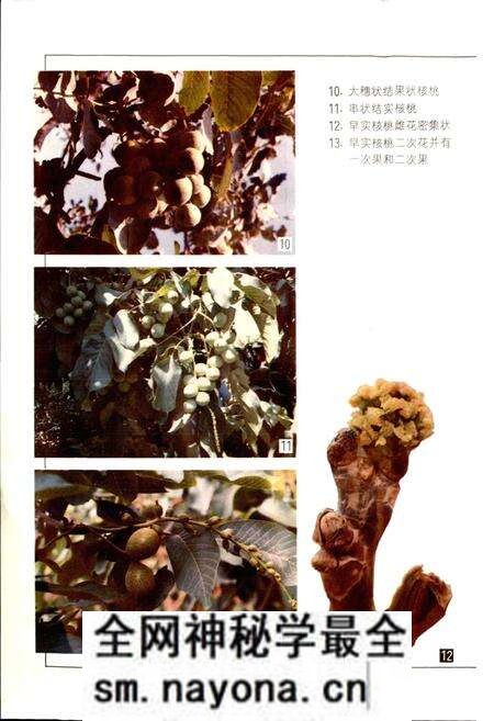 《中国果树志核桃卷》.pdf电子版_其他志预览图5