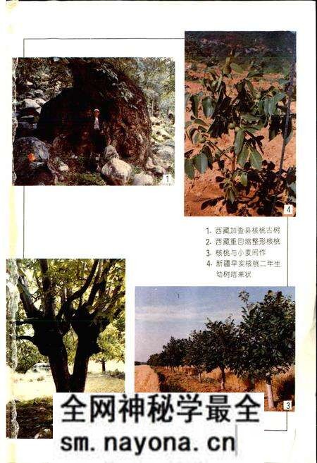 《中国果树志核桃卷》.pdf电子版_其他志预览图2