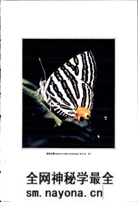 《中国蝶类志 上册》.pdf电子版_其他志预览图2