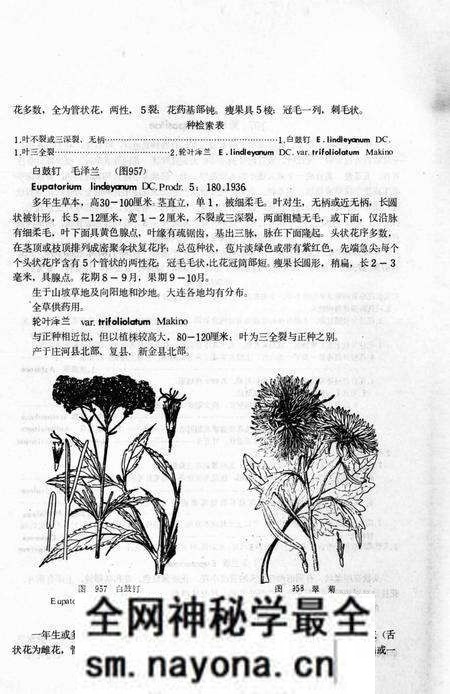 《大连地区植物志 下册》.pdf电子版_辽宁省志预览图3 《大连地区植物志 下册》.pdf电子版_辽宁省志预览图3