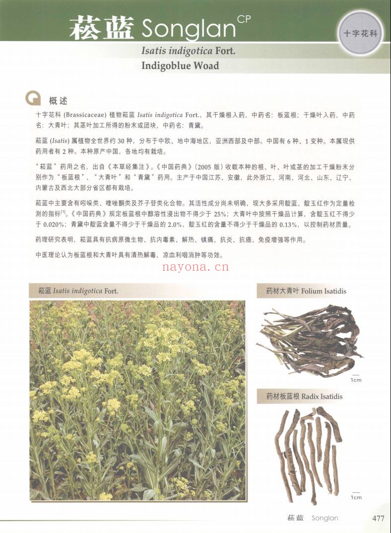 当代药用植物典