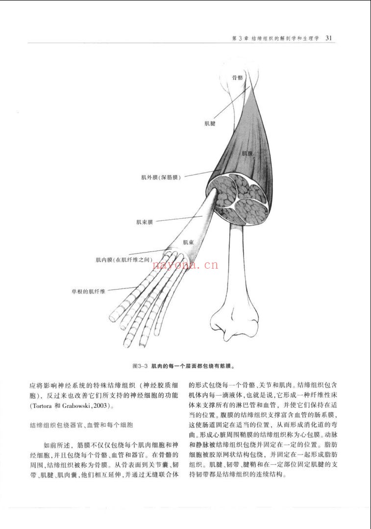西方现代临床按摩系列