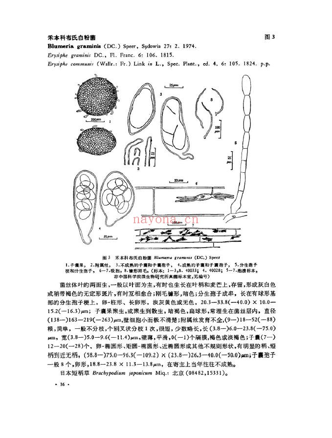 中国真菌志