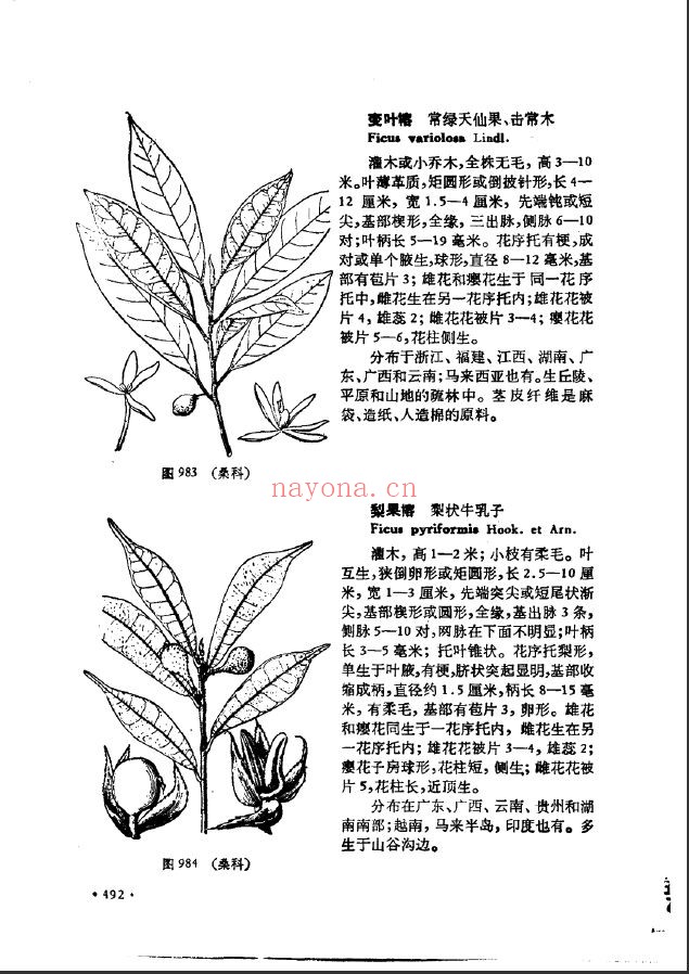 中国高等植物图鉴