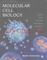 MOLECULAR CELL BIOLOGY FOURTH EDITION