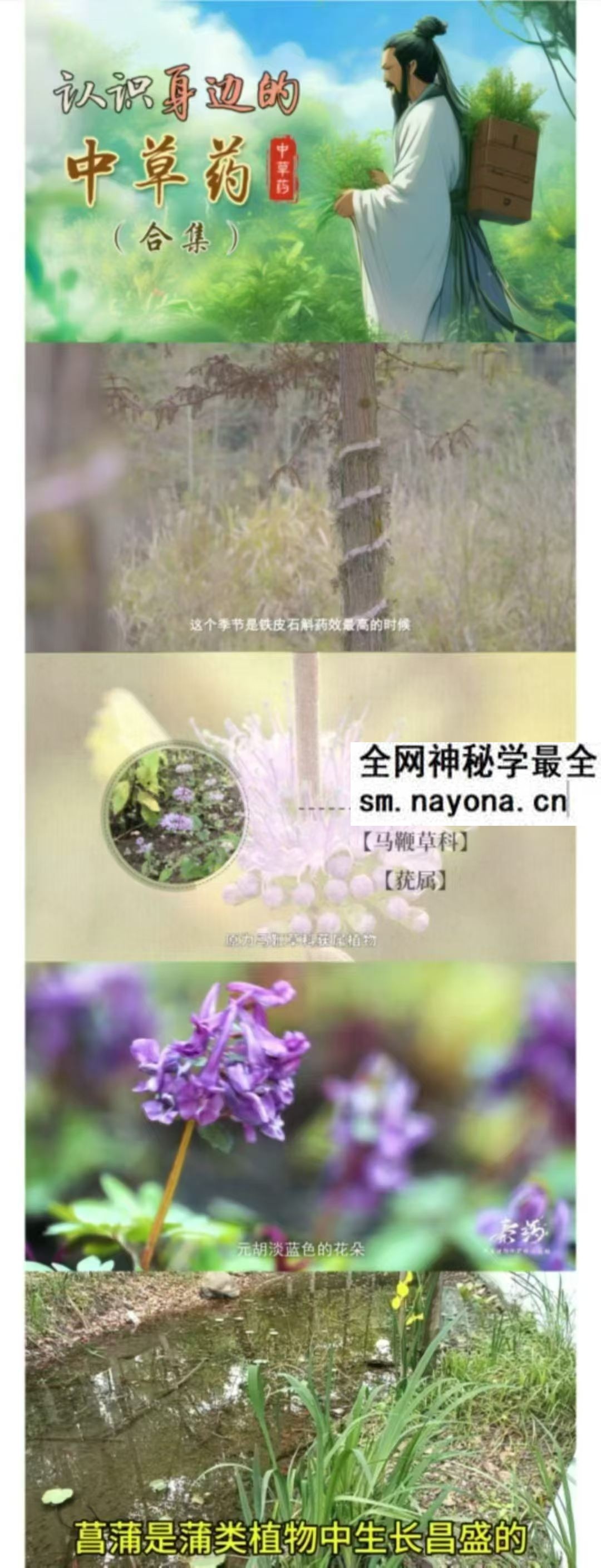 认识身边的中草药乡间无杂草 认识全是宝 每天一味中草药 成就中医大梦想