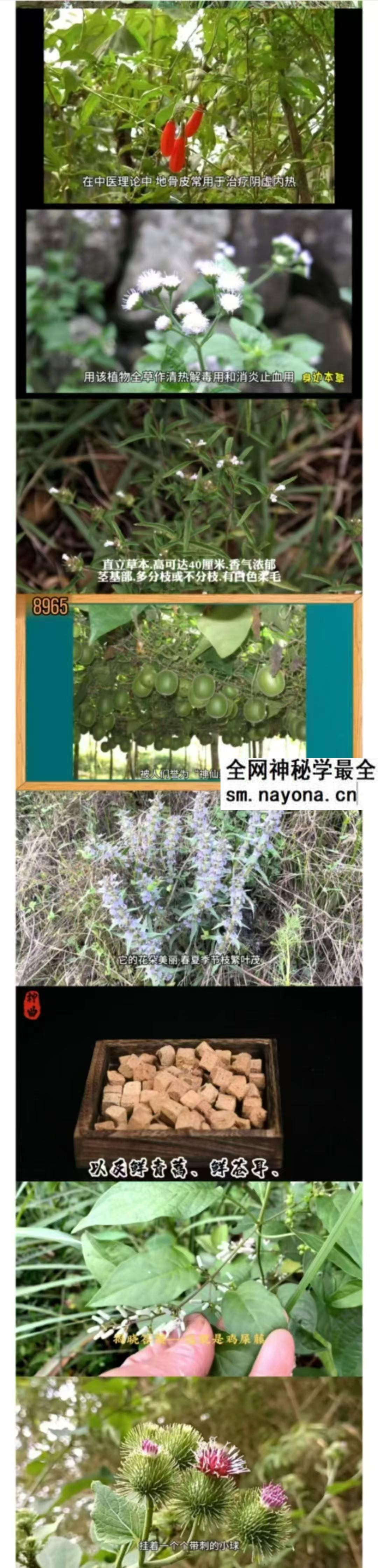 认识身边的中草药乡间无杂草 认识全是宝 每天一味中草药 成就中医大梦想