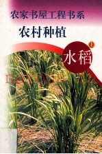 农村种植  水稻  上