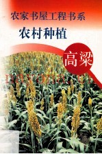 农村种植  玉米