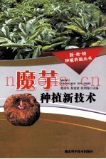 魔芋种植新技术