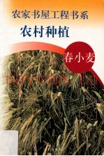 农村种植  春小麦