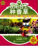 在阳台上种香草
