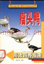 瘤头鸭高效饲养指南