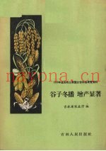 谷子冬播  增产显着