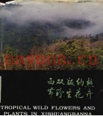 西双版纳热带野生花卉