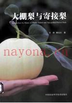大棚梨与寄接梨