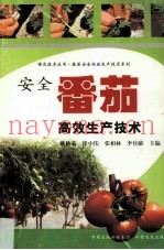 安全番茄高效生产技术