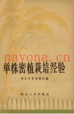 单株密植栽培经验