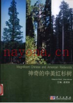 神奇的中美红杉树