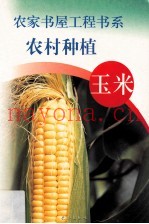 农村种植  高粱