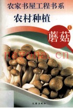 农村种植  蘑菇  上