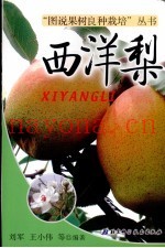 西洋梨
