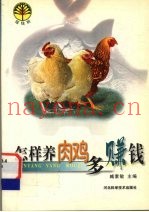怎样养肉鸡多赚钱