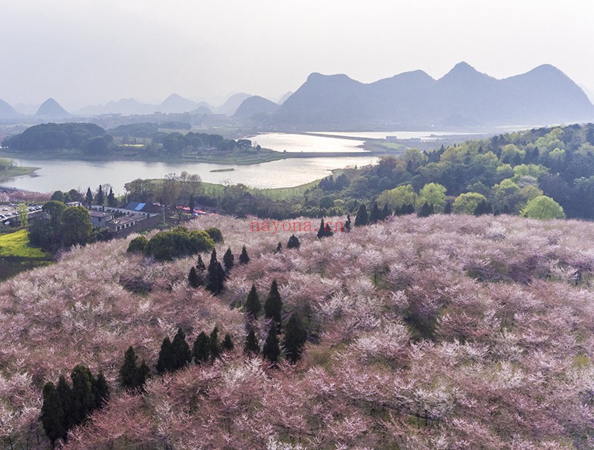 贵州平坝万亩樱花一日游路线