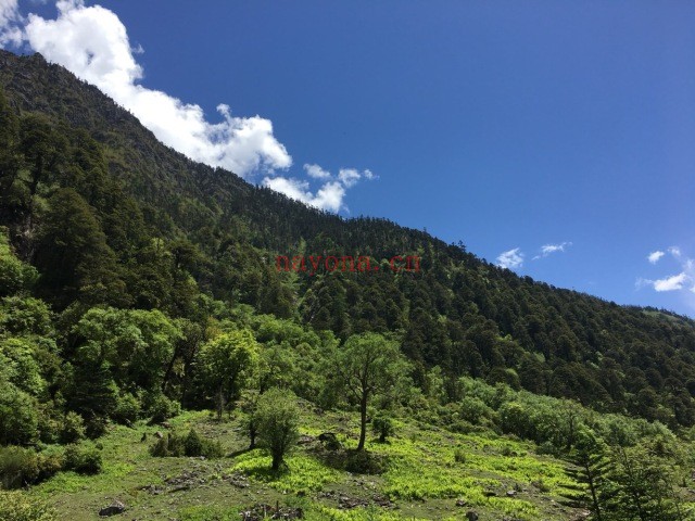 云南碧罗雪山茨中-迪麻洛徒步路线
