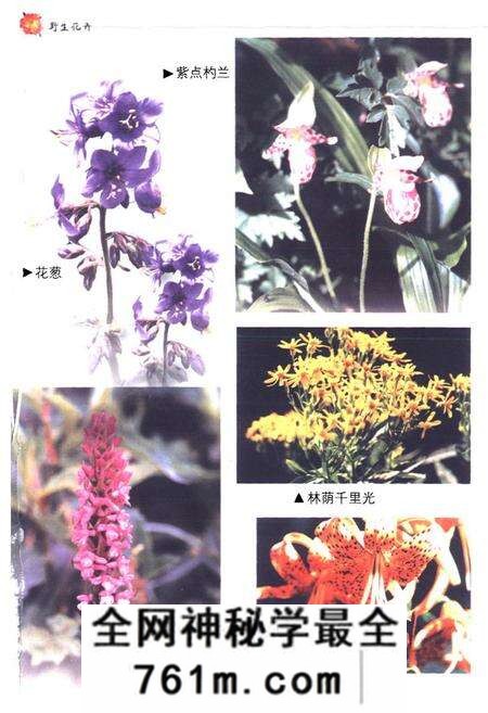 《河北野生花卉志》.pdf电子版_河北省志预览图5