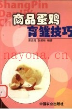 商品蛋鸡育雏技巧