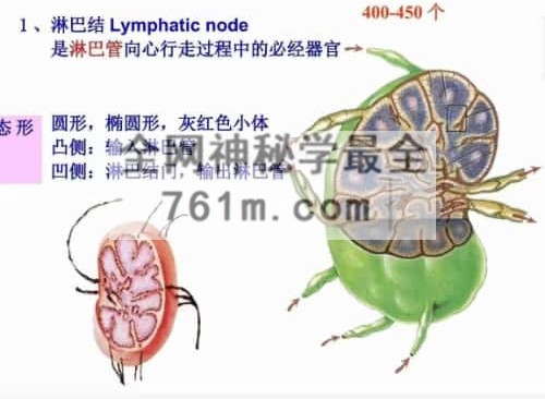 K2362哲龙金三角按摩手法视频+课件
