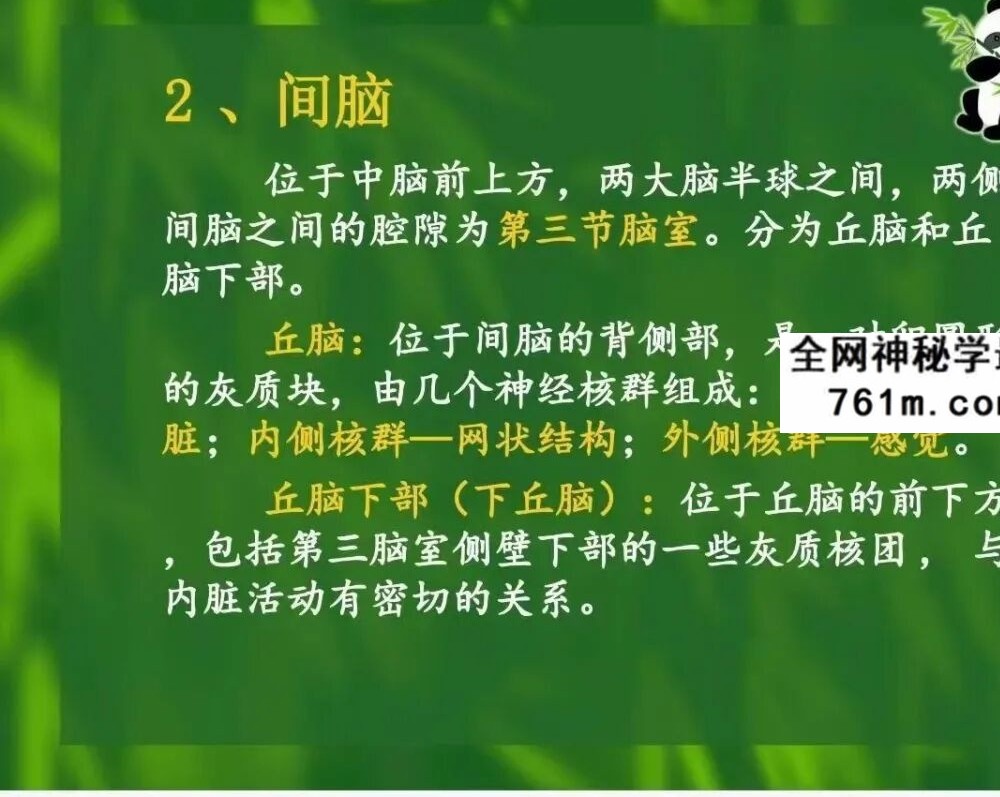 哲龙 金三角按摩手法 视频+配套资料