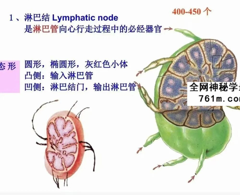 哲龙 金三角按摩手法 视频+配套资料