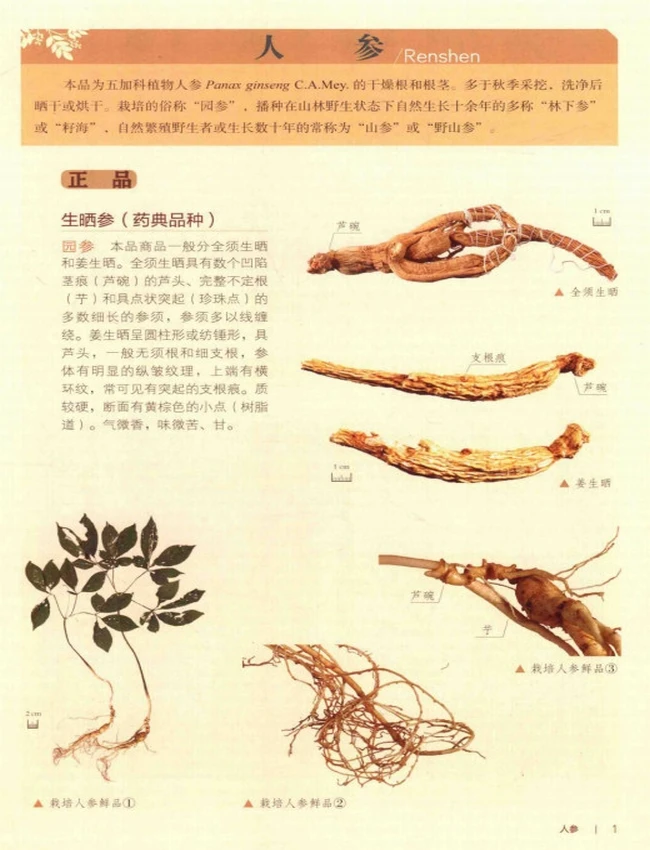 中国中药材及饮片真伪鉴别图典 共四册