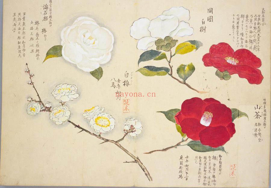 梅园百花画谱.目录.春夏秋冬四部.毛利梅园.书画.1825年序 1.13G 爱古籍