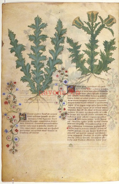 植物志 .在植物上 .健康图鉴.健康维护.迪奥斯科里德斯.133M 爱古籍