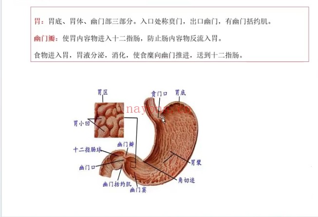 依依掌上乾坤手纹精讲23集视频 手相教程